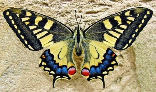 butterfly-1228639__340